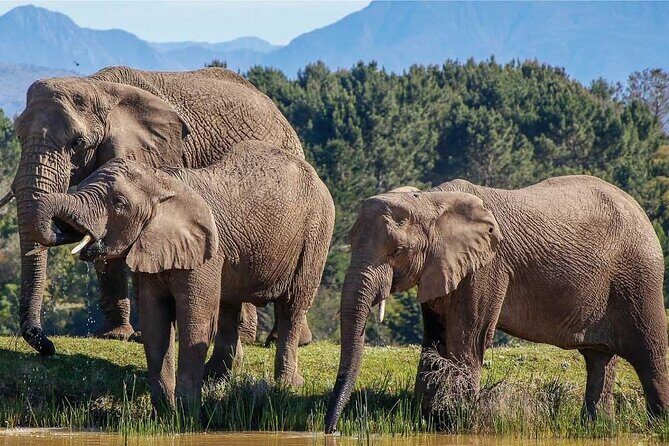 7-Day Garden Route Safari Adventure from Cape Town - Good To Know