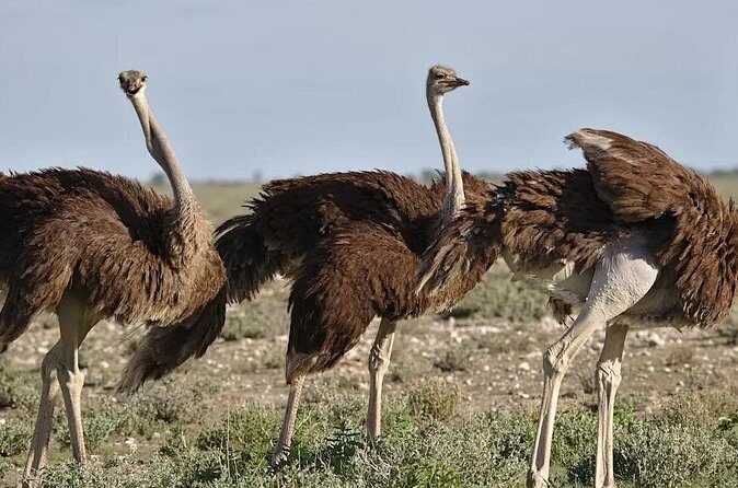 7-Day Garden Route Safari Adventure from Cape Town - FAQ