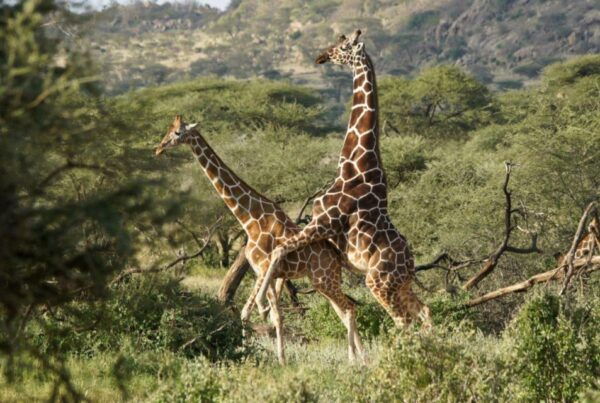 7 Day Garden Route Tour - CapeTown to Durban & Addo N Park - Frequently Asked Questions