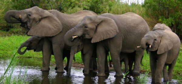 7 Day Garden Route Tour - CapeTown to Durban & Addo N Park - The Sum Up