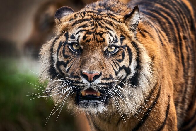 7 Day Golden Triangle Tour With Wildlife -Taj, Tigers, & Birds - Day 3: Agra to Ranthambore