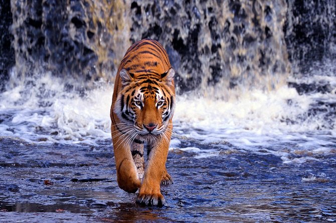 7-Day Golden Triangle With Ranthambore Tiger Tour. - Accommodation Options