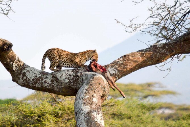 7-Day Great Migration Safari - The Sum Up