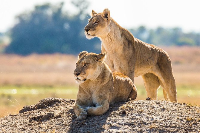 7 Day Guided Safari Tour in Kenya and Tanzania - Inclusions and Exclusions
