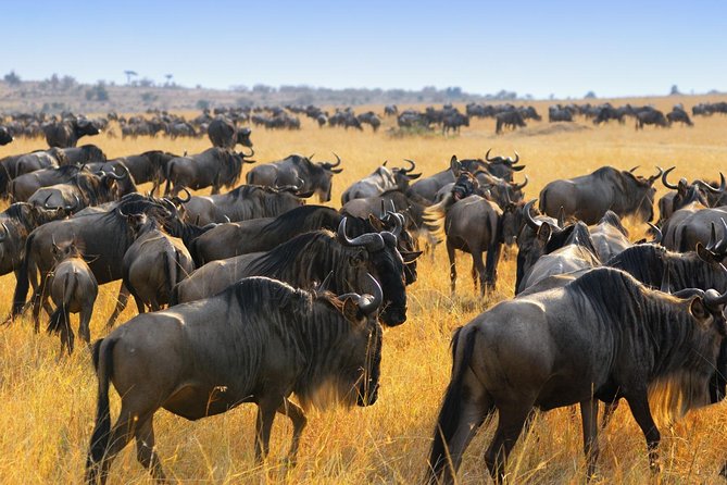 7 Day Guided Safari Tour in Kenya and Tanzania - Important Guidelines