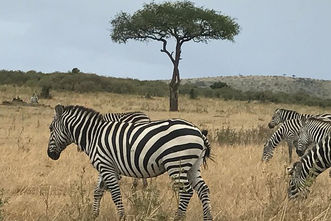 7 Day Guided Safari Tour in Kenya and Tanzania - Pricing and Booking Details