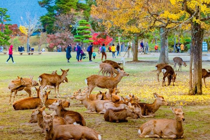 7 Day Japan Golden Route: Affordable Small Group Tour by UME Travel - Day 6: Nara’s Great Buddha, then Osaka after dark