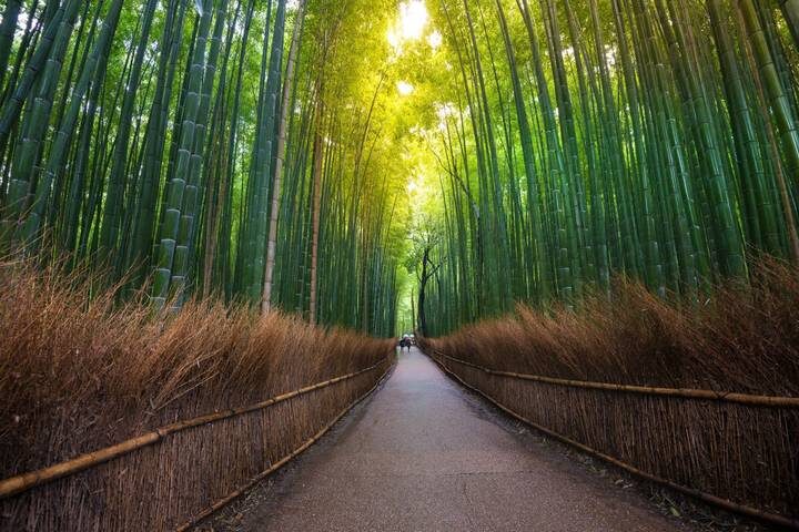 7 Day Japan on a Budget Small Group Tour Package by Tourist Journey - Day 7: Depart from Kyoto