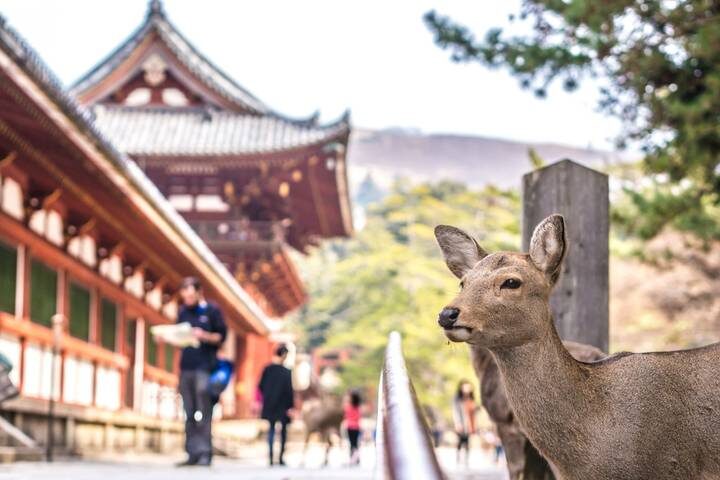 7 Day Japan on a Budget Small Group Tour Package by Tourist Journey - Who will get the most from this Japan week?