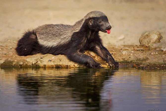 7 Day Joined Safari Serengeti,Ngorongoro,Manyara,Tarangire,Arusha National Park - Frequently Asked Questions