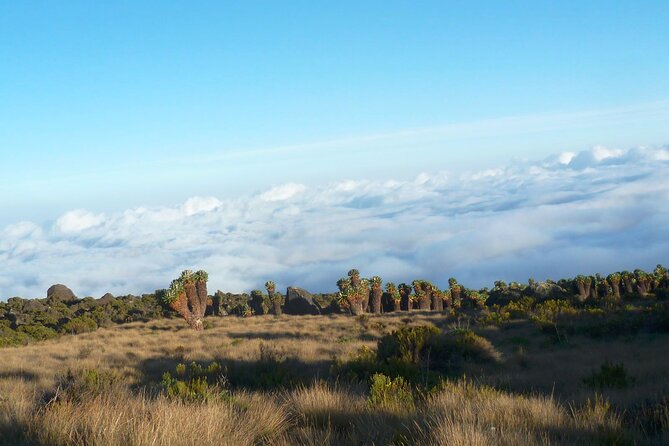 7 Day Kilimanjaro Rongai Climb - Reviews and Ratings