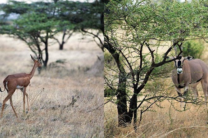 7-Day Maasai Mara, Lake Nakuru, Lake Naivasha and Samburu Safari From Nairobi - Itinerary Highlights