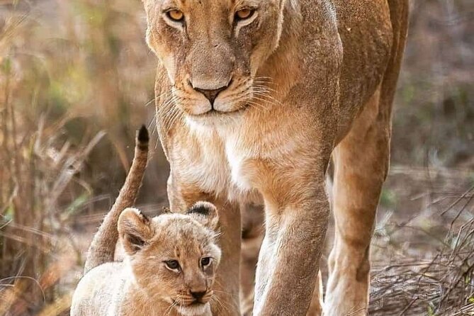 7-Day Maasai Mara Nakuru Lake Naivasha and Amboseli Safari - Pickup and Drop-off Information