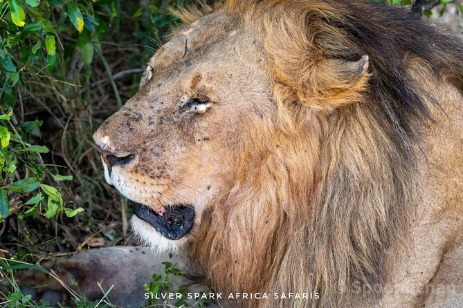 7 Day Ndutu Conservancy, Serenegeti, Ngorongoro L Manyara Park - Good To Know