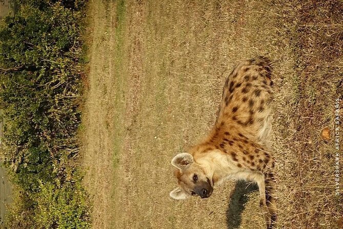 7 Day Ndutu Conservancy, Serenegeti, Ngorongoro L Manyara Park - Pricing and Inclusions