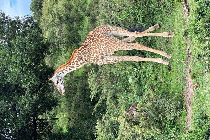 7 Day Ndutu Conservancy, Serenegeti, Ngorongoro L Manyara Park - Additional Booking Information