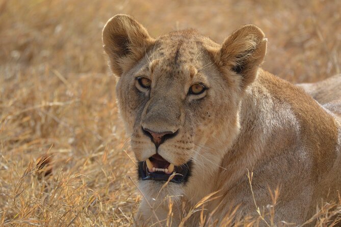 7-Day North Tanzania Classic Safari - Itinerary Details