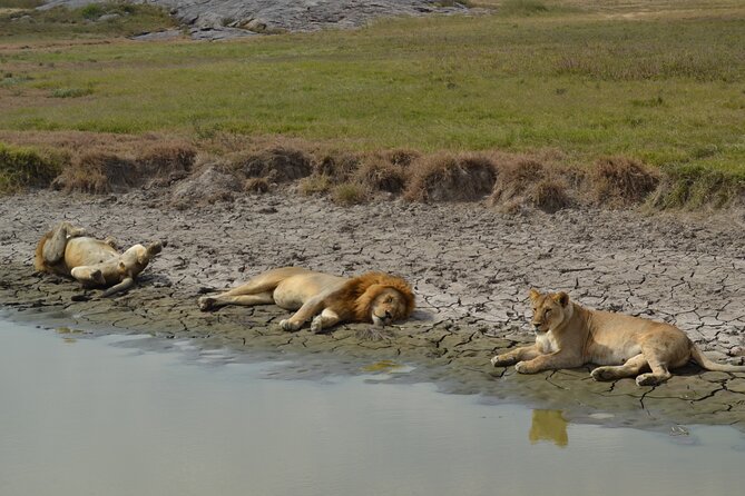 7-Day North Tanzania Classic Safari - Customer Reviews