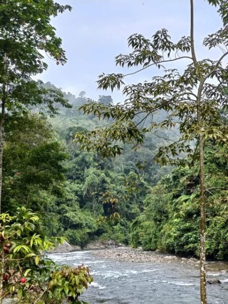 7-Day Orangutan Photo Adventure: Batu Kapal & Bukit Lawang - Photography Tips