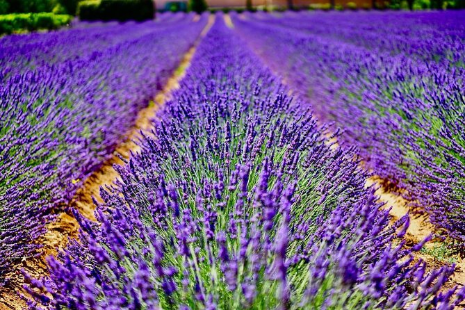 7-Day Private Burgundy Wine Tastings, Provence, Nice, Monaco Tour - Common Questions