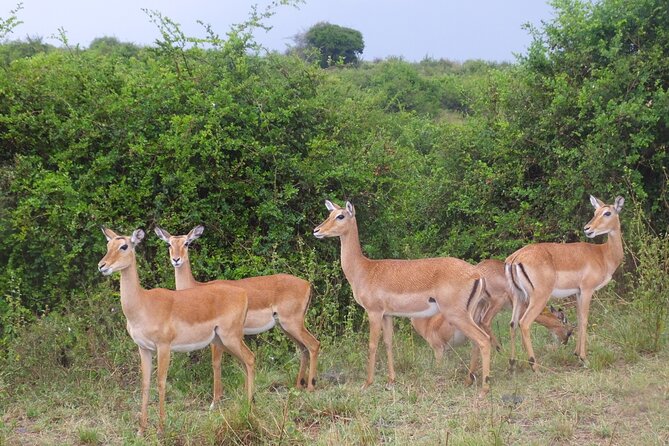 7-Day Private Camping Safari Tour in Kenya With Meals - Inclusions and Tour Exclusivity