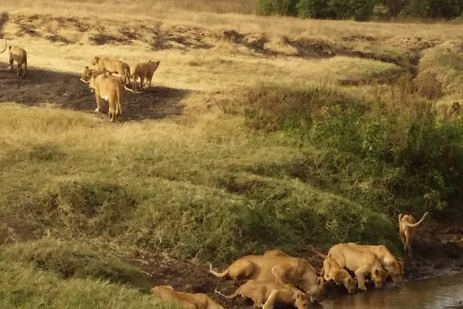 7-Day Private Safari to Amboseli National Park and Masai Mara - Good To Know