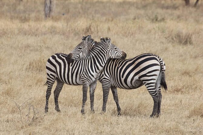 7-Day Private Safari to Amboseli National Park and Masai Mara - Meeting and Pickup Information