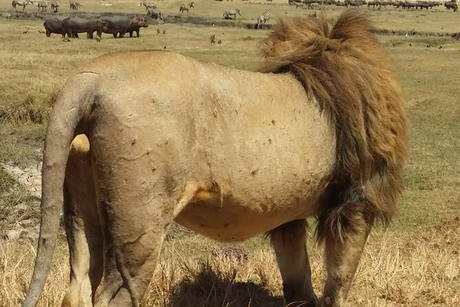 7-Day Private Safari to Amboseli National Park and Masai Mara - Cancellation Policy