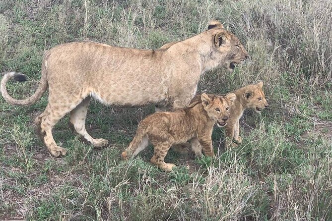 7-Day Private Safari to Amboseli National Park and Masai Mara - Frequently Asked Questions