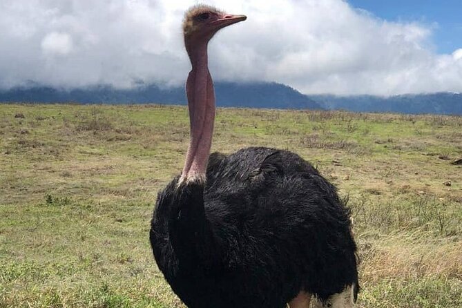 7-Day Private Safari to Amboseli National Park and Masai Mara - The Sum Up