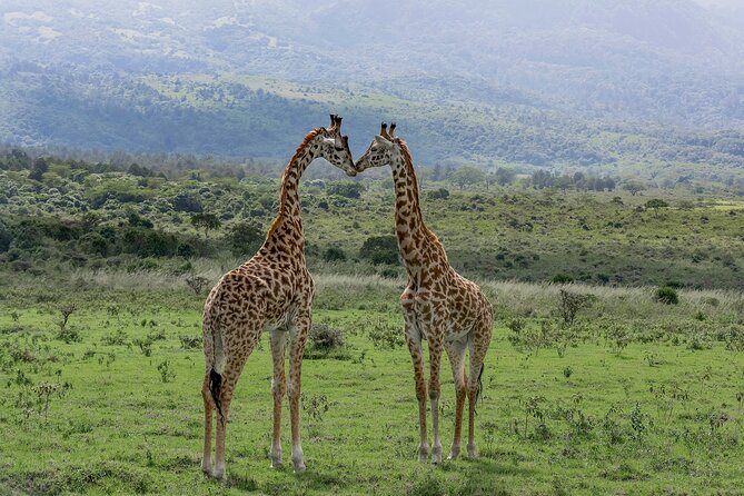 7-Day Private Tour in Kenyas National Parks - Wildlife Encounters
