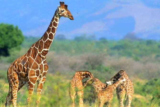 7-Day Private Tour in Kenyas National Parks - Booking Information