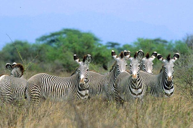 7-Day Private Tour in Kenyas National Parks - The Sum Up