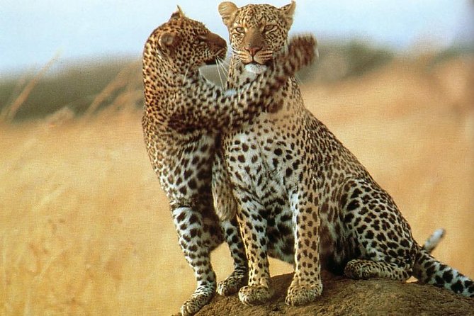 7-Day Safari (Including Serengeti) & Zanzibar Extension - Zanzibar Extension