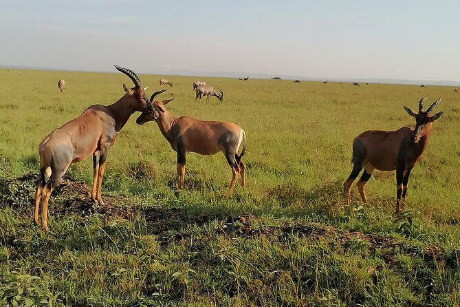 7-Day Safari to Maasai Mara, Lake Naivasha and Amboseli From Nairobi - Cultural Experiences