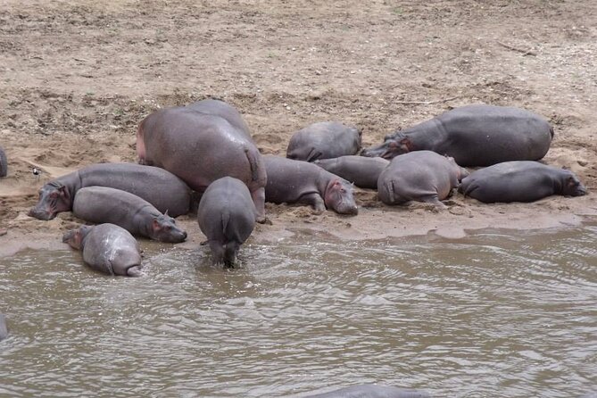 7-Day Safari to Maasai Mara, Lake Naivasha and Amboseli From Nairobi - Booking and Reservations