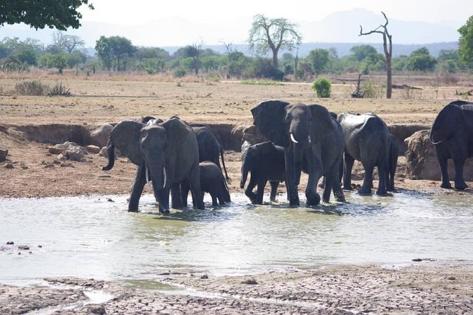 7 Day Safari to Selous, Mikumi and Ruaha National Parks + Transfers - Wildlife Encounters