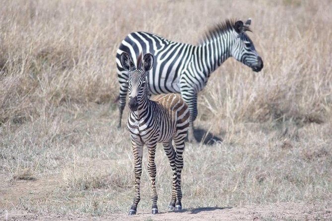 7 Day Safari to Selous, Mikumi and Ruaha National Parks + Transfers - Transportation Logistics