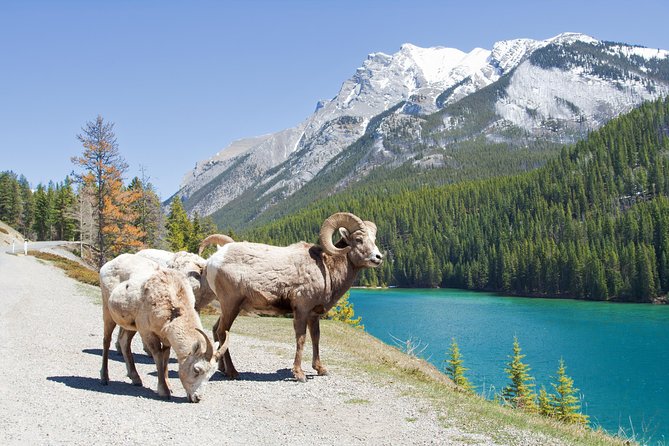 7-Day Small Group Tour: Canadian Rockies and National Parks - Common Questions