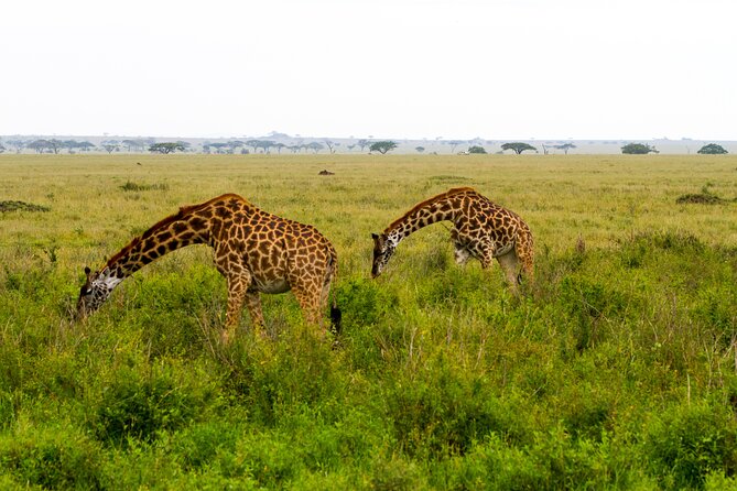 7 Day Tanzania Camping Safari Experience - Day 7: Departure