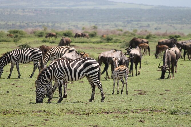 7 Day Tanzania Camping Safari Private Tour - Camping Equipment Provided
