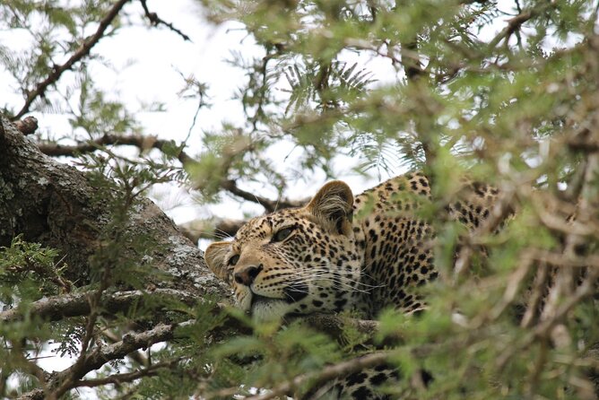 7 Day Tanzania Camping Safari Private Tour - Meals Included