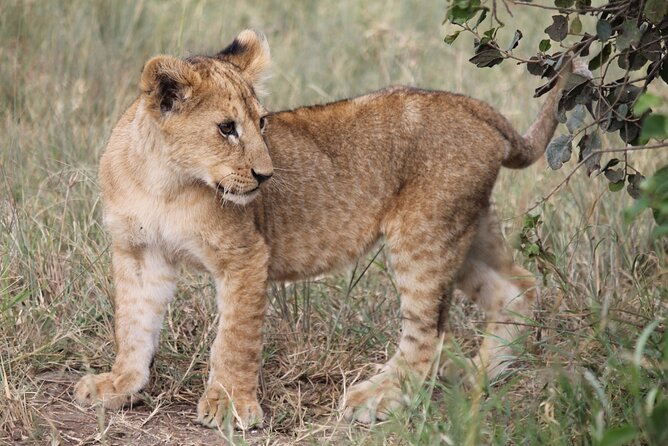 7 Day Tanzania Camping Safari Private Tour - Pickup and Meeting Information