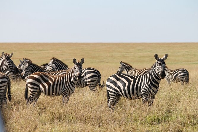 7 Day Tanzania Camping Safari Private Tour - Pricing Details