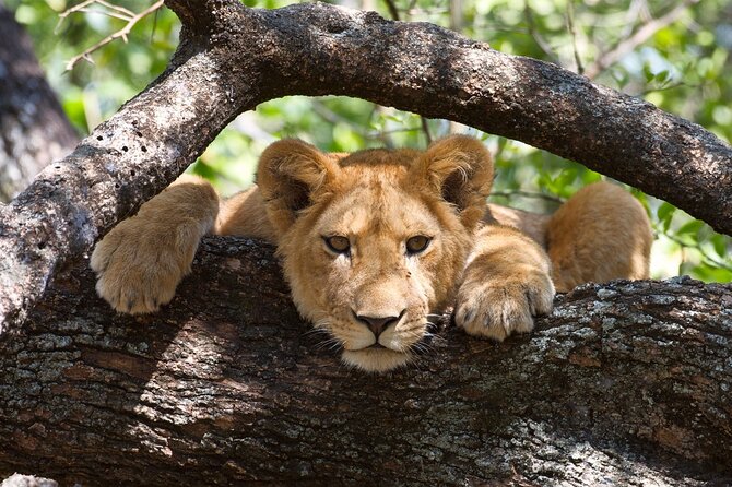 7 Day Tanzania Camping Safari Private Tour - Additional Information