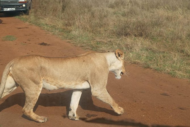 7 Day Tanzania Visiting Arusha, Lake Manyara, Serengeti, Ngorongoro & Tarangire - Day 5: Wildlife Safari in Tarangire