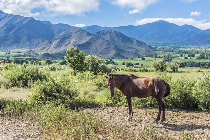 7-Day Tour in Salta, the Calchaqui Valley and Cafayate and San Pedro De Atacama - Accommodation Details