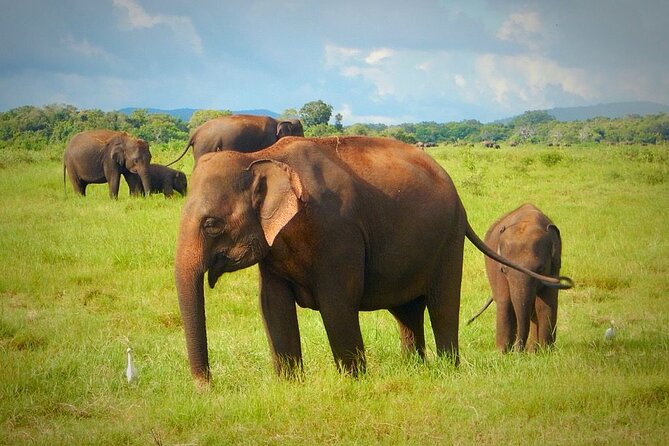 7-Day Tour to Explore Sri Lanka - Day 6: Exploring the Beautiful Beaches of Mirissa