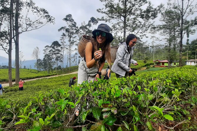 7-Day Tour to Explore Sri Lanka - Day 7: Farewell to Sri Lanka, Departure From Colombo