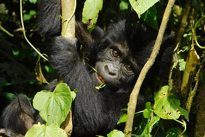 7-Day Uganda Gorillas and Chimpanzee Tracking Safari - Good To Know